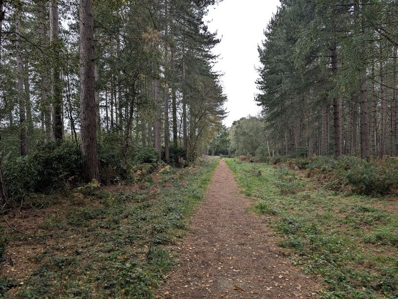 Stapleford Wood foot path